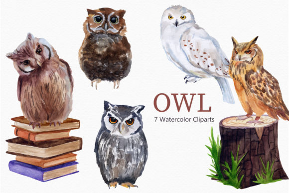 Download Owl Watercolor Clipart Bird - Premium Resources